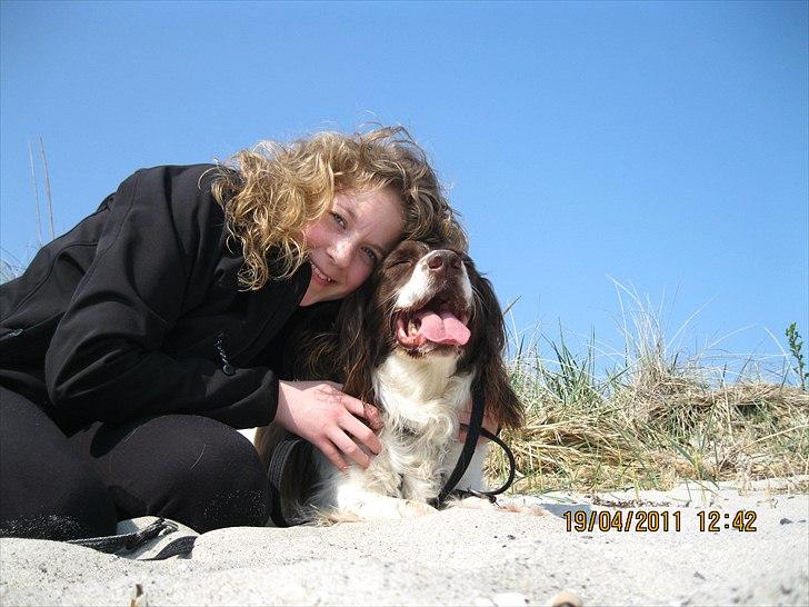 Engelsk springer spaniel Nuser - jeg elsker dig (-; billede 7