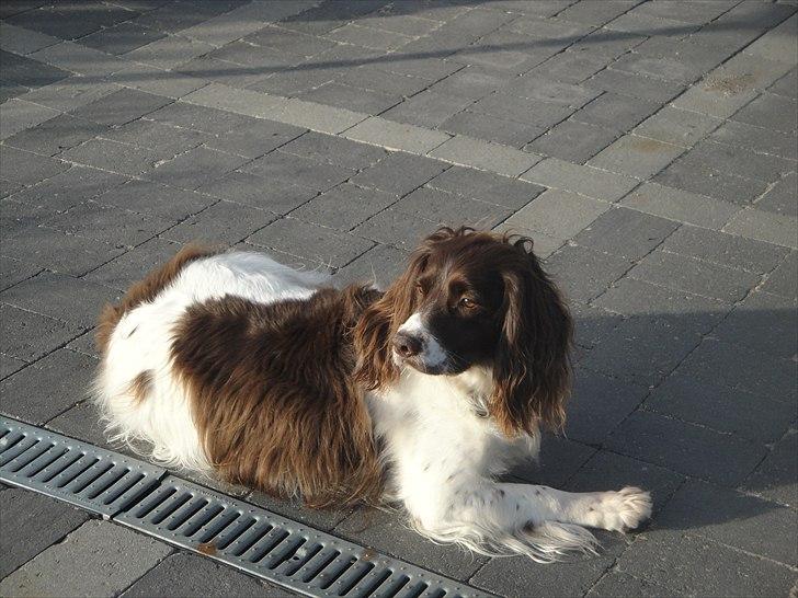 Engelsk springer spaniel Nuser - se lige mig her (;(; billede 13