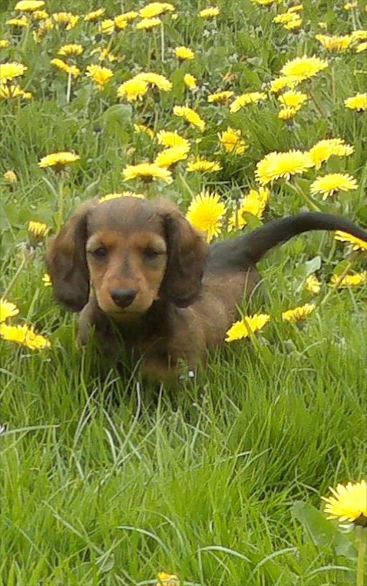 Dværggravhund Nanna billede 10