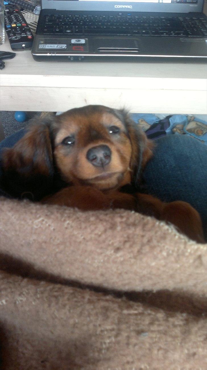 Dværggravhund Nanna billede 11