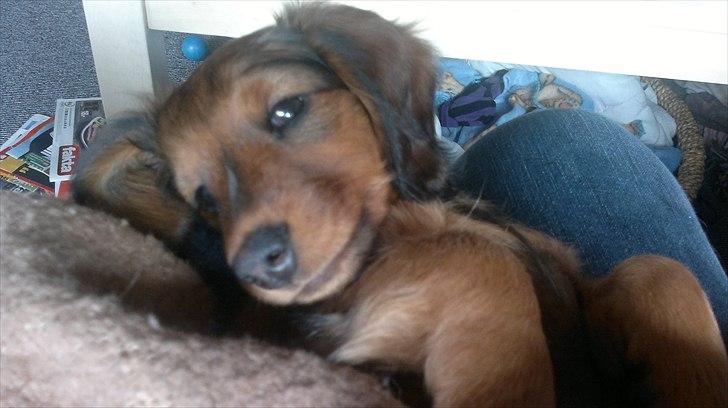 Dværggravhund Nanna billede 12