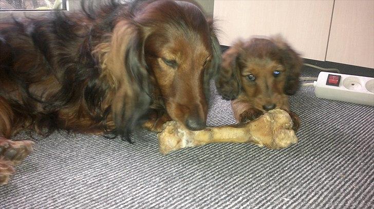 Dværggravhund Nanna - Max og jeg deler som regl gerne :) billede 13