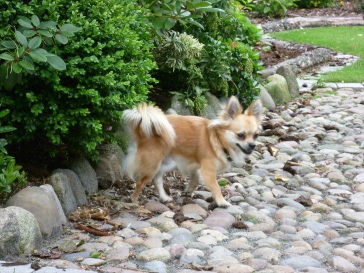 Chihuahua Anton billede 8