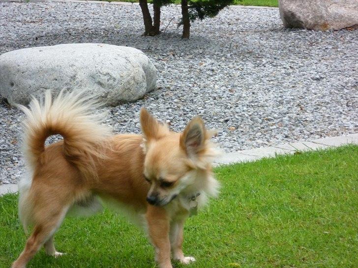 Chihuahua Anton billede 9