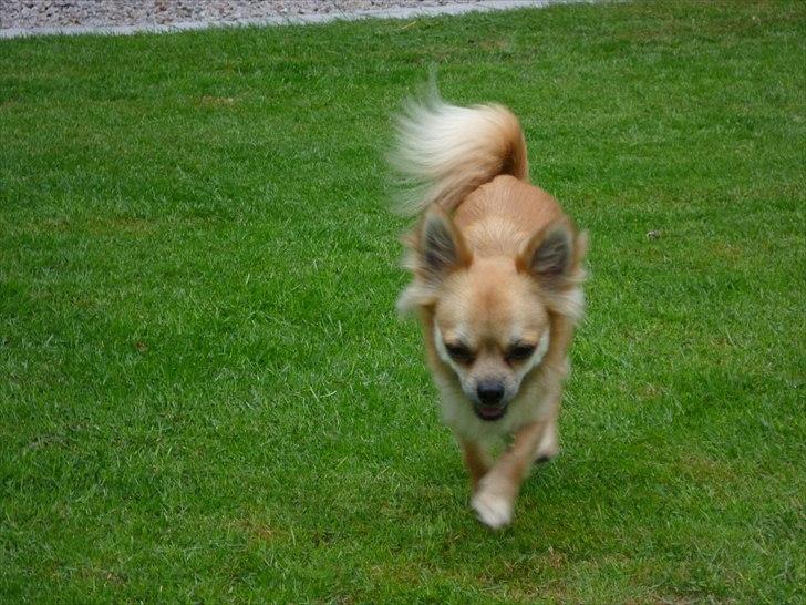 Chihuahua Anton billede 10