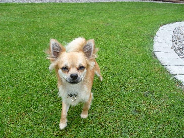 Chihuahua Anton billede 11