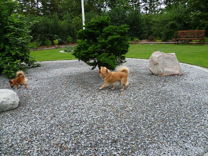 Chihuahua Anton billede 12