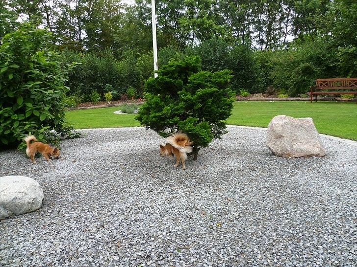 Chihuahua Anton billede 13