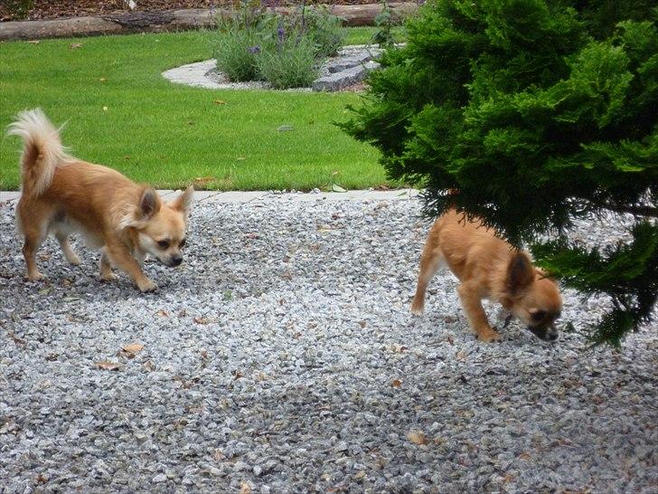 Chihuahua Anton billede 14