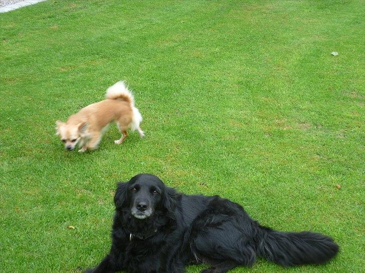 Chihuahua Anton billede 15