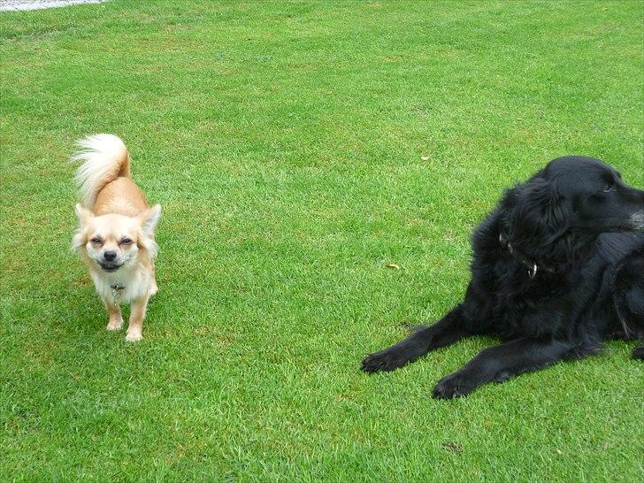 Chihuahua Anton billede 16