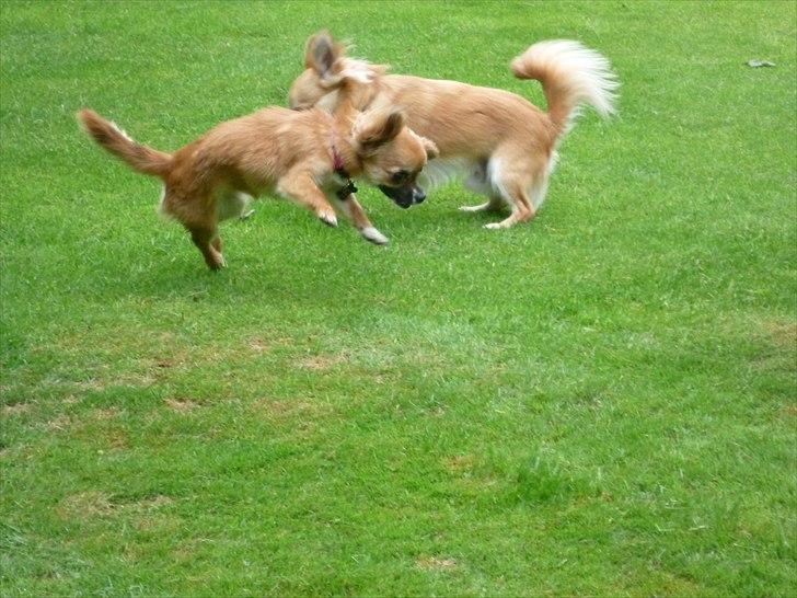 Chihuahua Anton billede 17