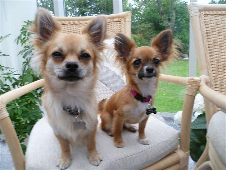 Chihuahua Anton billede 18