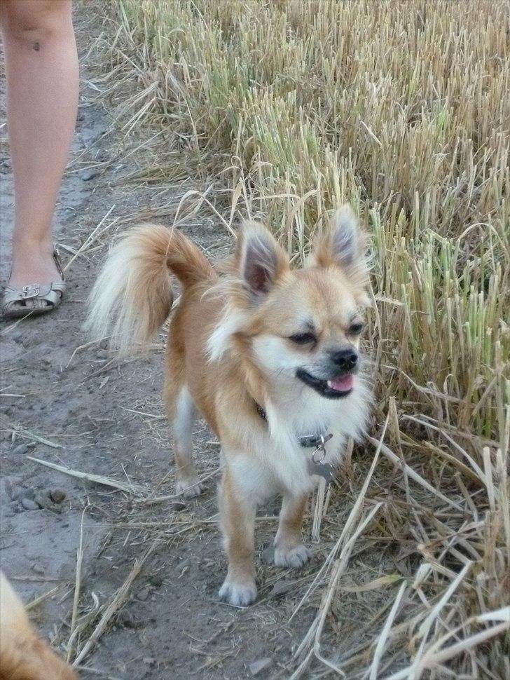 Chihuahua Anton billede 19