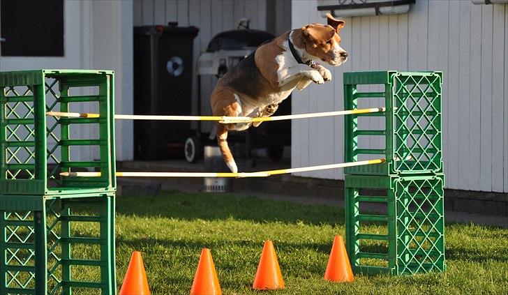 Beagle Freja - © LKB ©
Freja springer højt ! :D billede 20