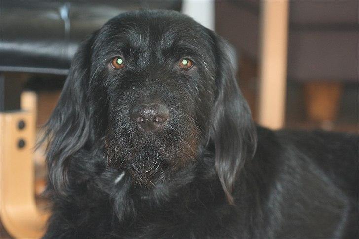 Blanding af racer Blackie  billede 1