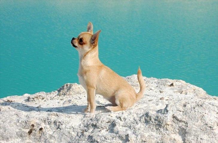 Chihuahua Hueños Malina billede 10
