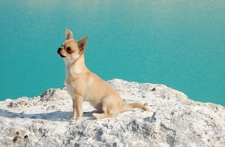 Chihuahua Hueños Malina billede 6