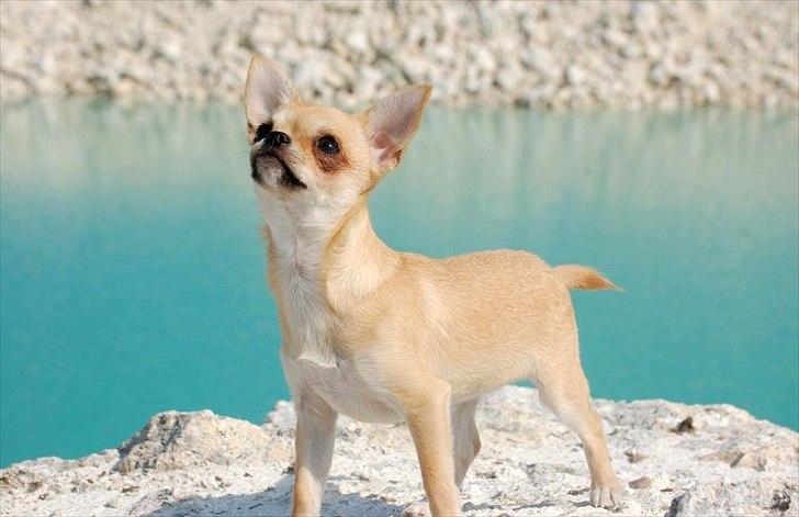 Chihuahua Hueños Malina billede 1