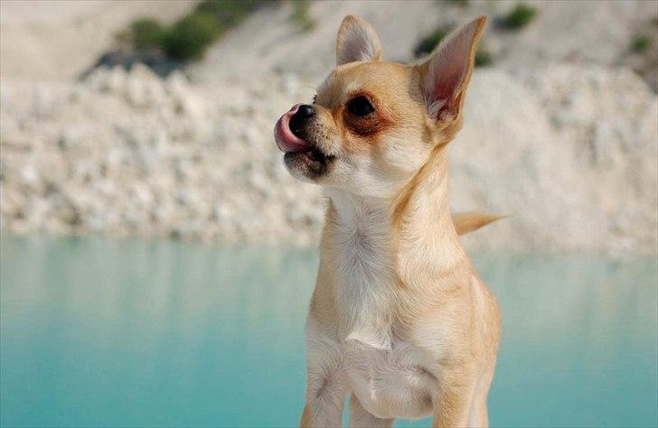 Chihuahua Hueños Malina billede 7