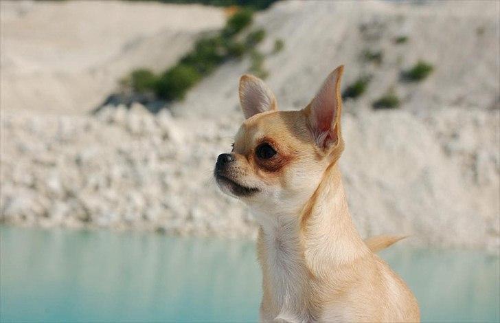 Chihuahua Hueños Malina billede 8