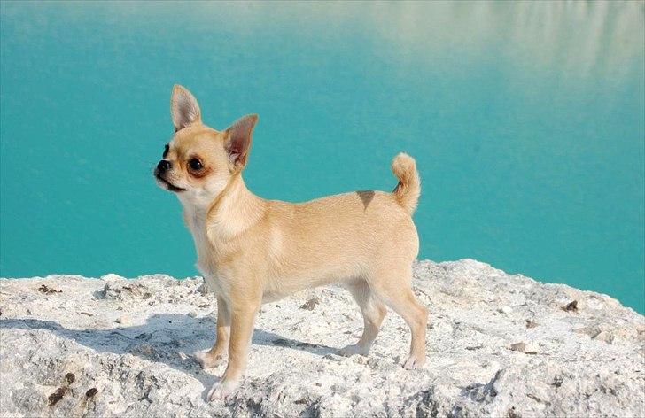 Chihuahua Hueños Malina billede 9