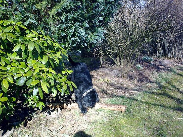 Blanding af racer Blackie  billede 2