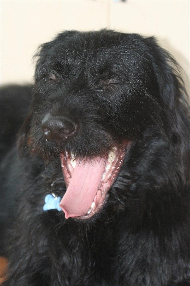 Blanding af racer Blackie  billede 3