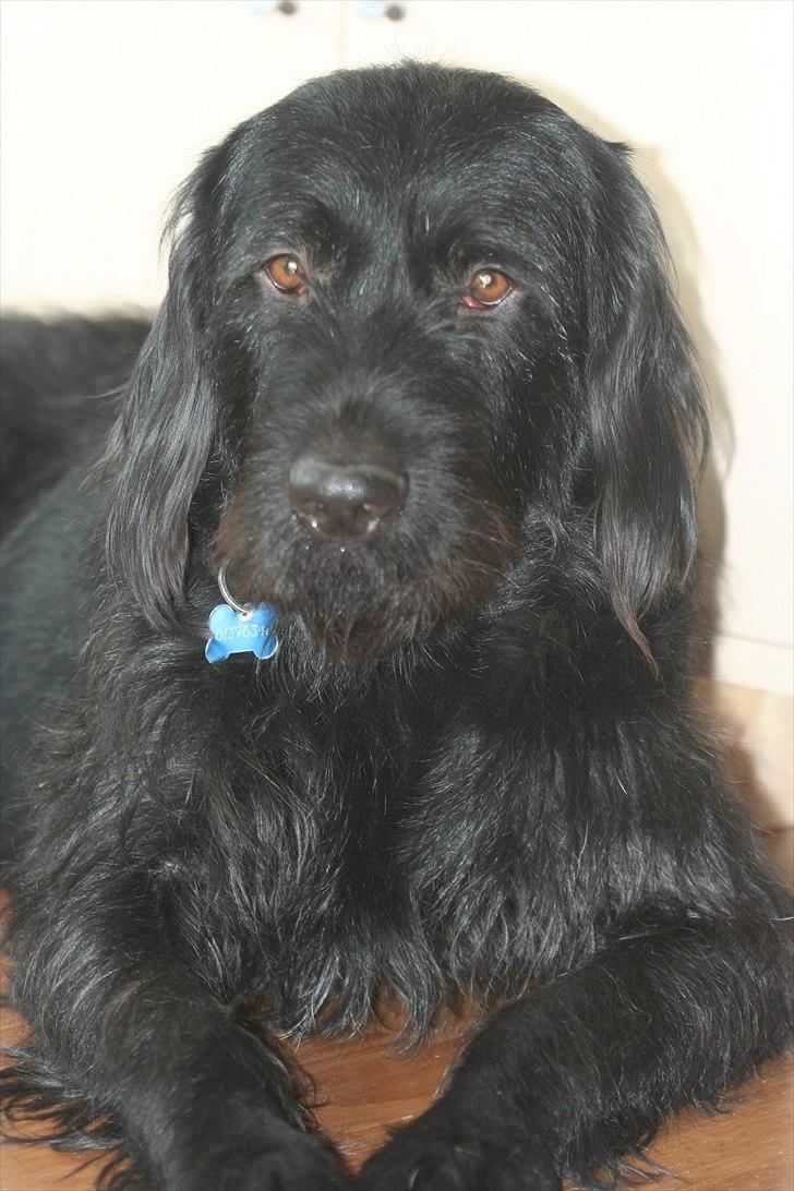 Blanding af racer Blackie  billede 4