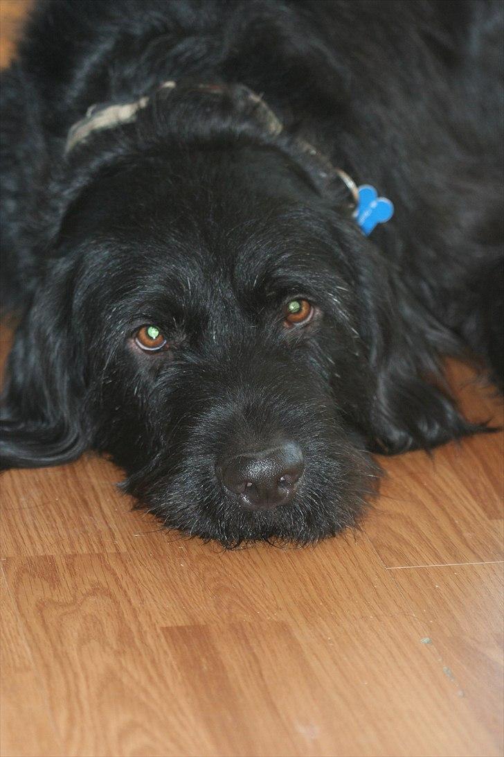 Blanding af racer Blackie  billede 5