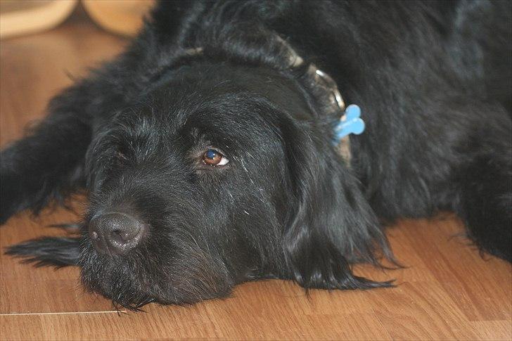 Blanding af racer Blackie  billede 6