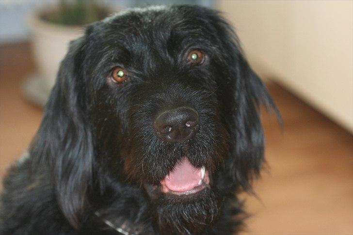 Blanding af racer Blackie  billede 7