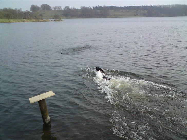 Blanding af racer Blackie  billede 8