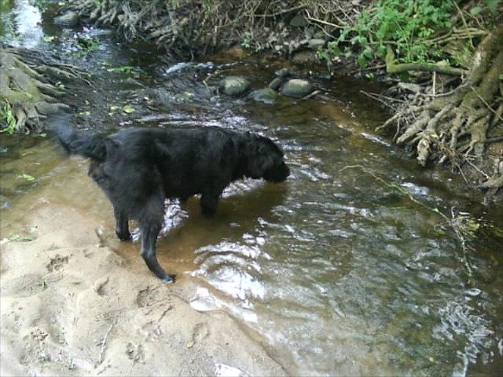 Blanding af racer Blackie  billede 9