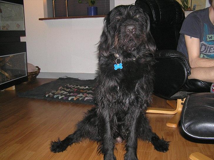 Blanding af racer Blackie  billede 10