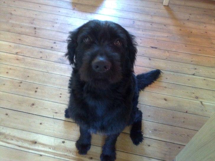 Blanding af racer Blackie  billede 11