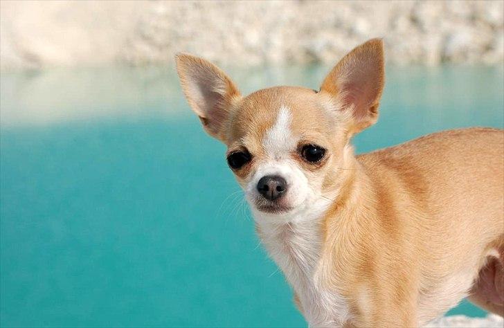 Chihuahua Saga billede 4