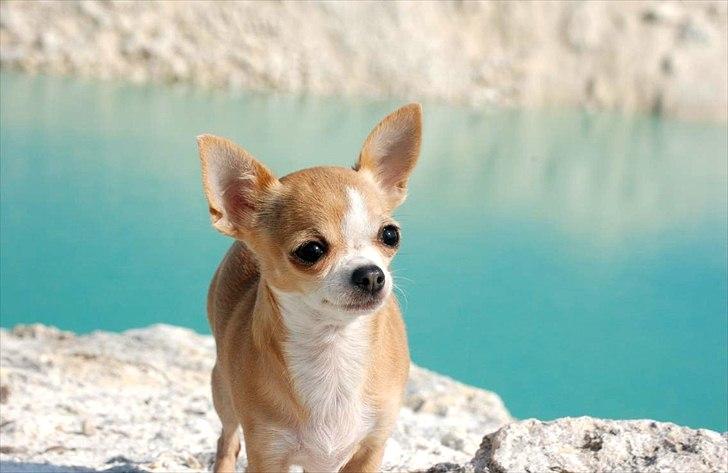 Chihuahua Saga billede 5