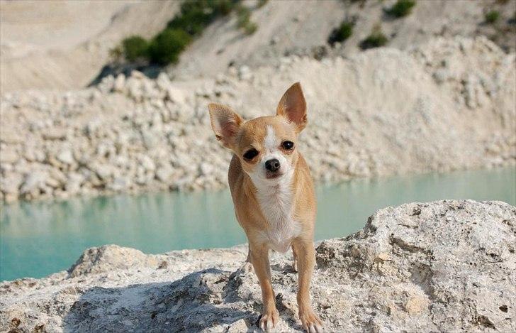 Chihuahua Saga billede 8