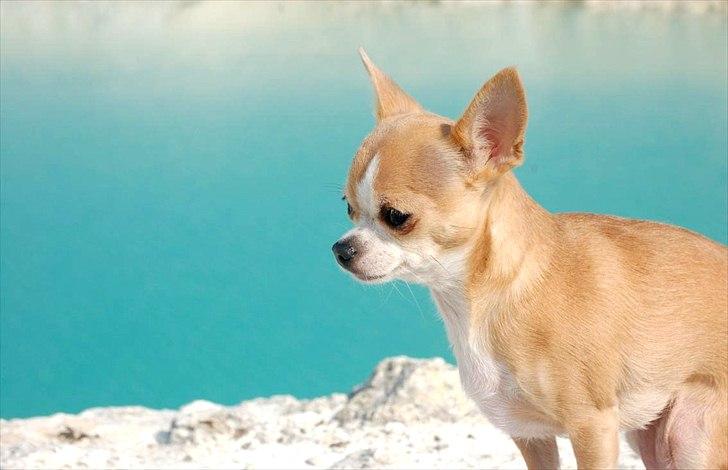 Chihuahua Saga billede 6