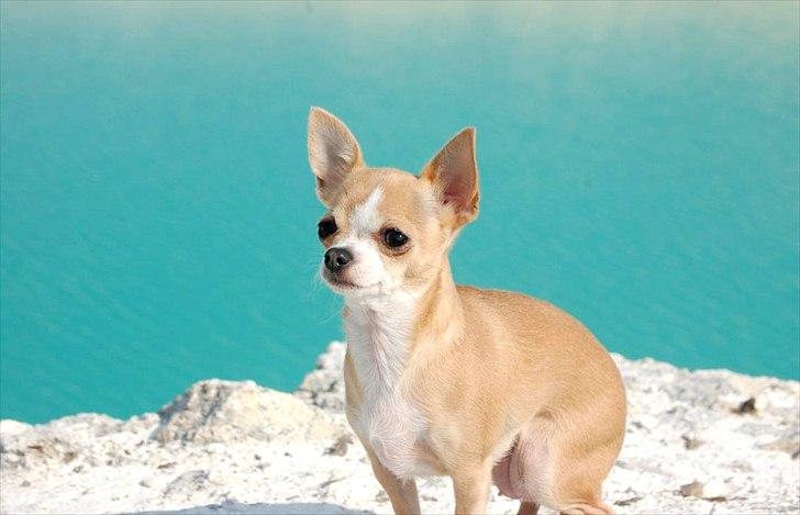 Chihuahua Saga billede 7