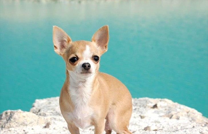 Chihuahua Saga billede 1