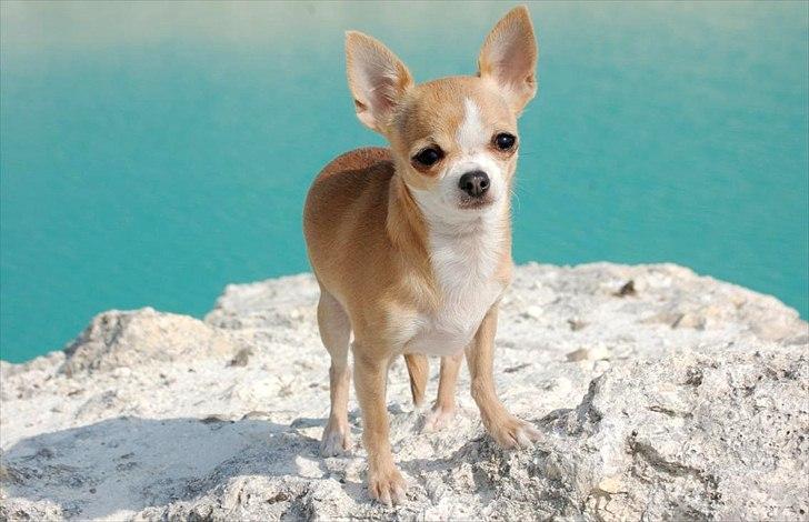 Chihuahua Saga billede 9