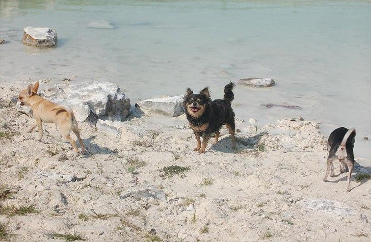 Chihuahua Nona - En meget glad pige :) billede 12