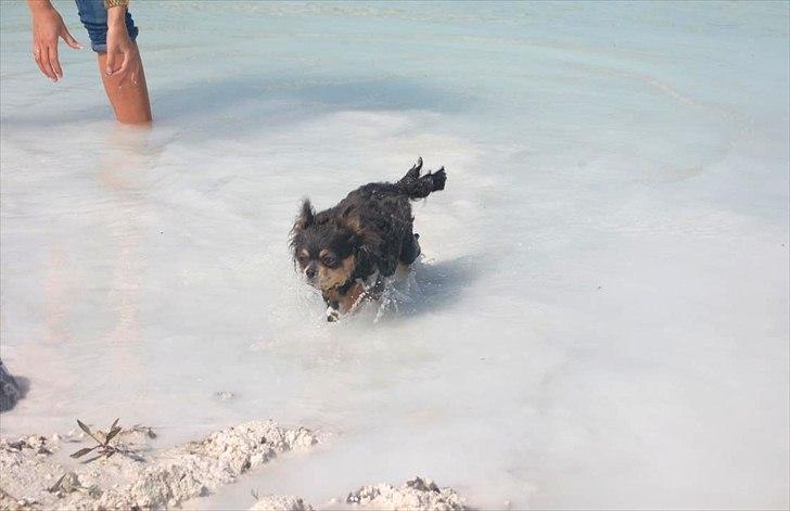 Chihuahua Nona - Nona elsker at bade billede 13