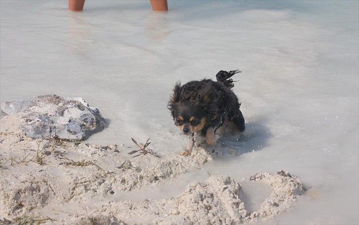 Chihuahua Nona billede 14