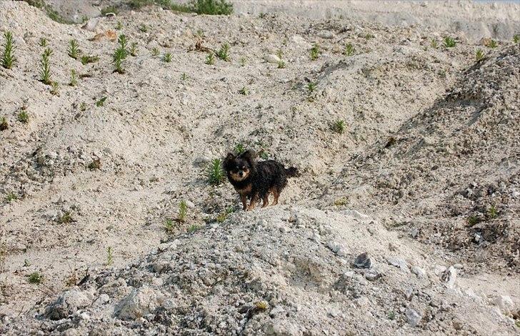 Chihuahua Nona billede 11