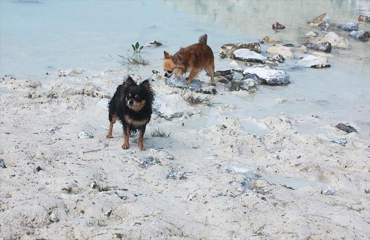 Chihuahua Nona billede 15