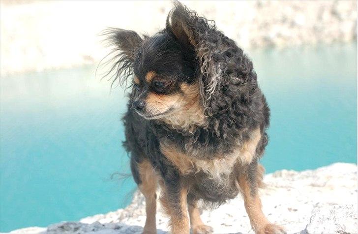 Chihuahua Nona billede 7