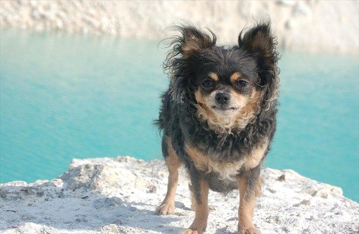 Chihuahua Nona billede 8